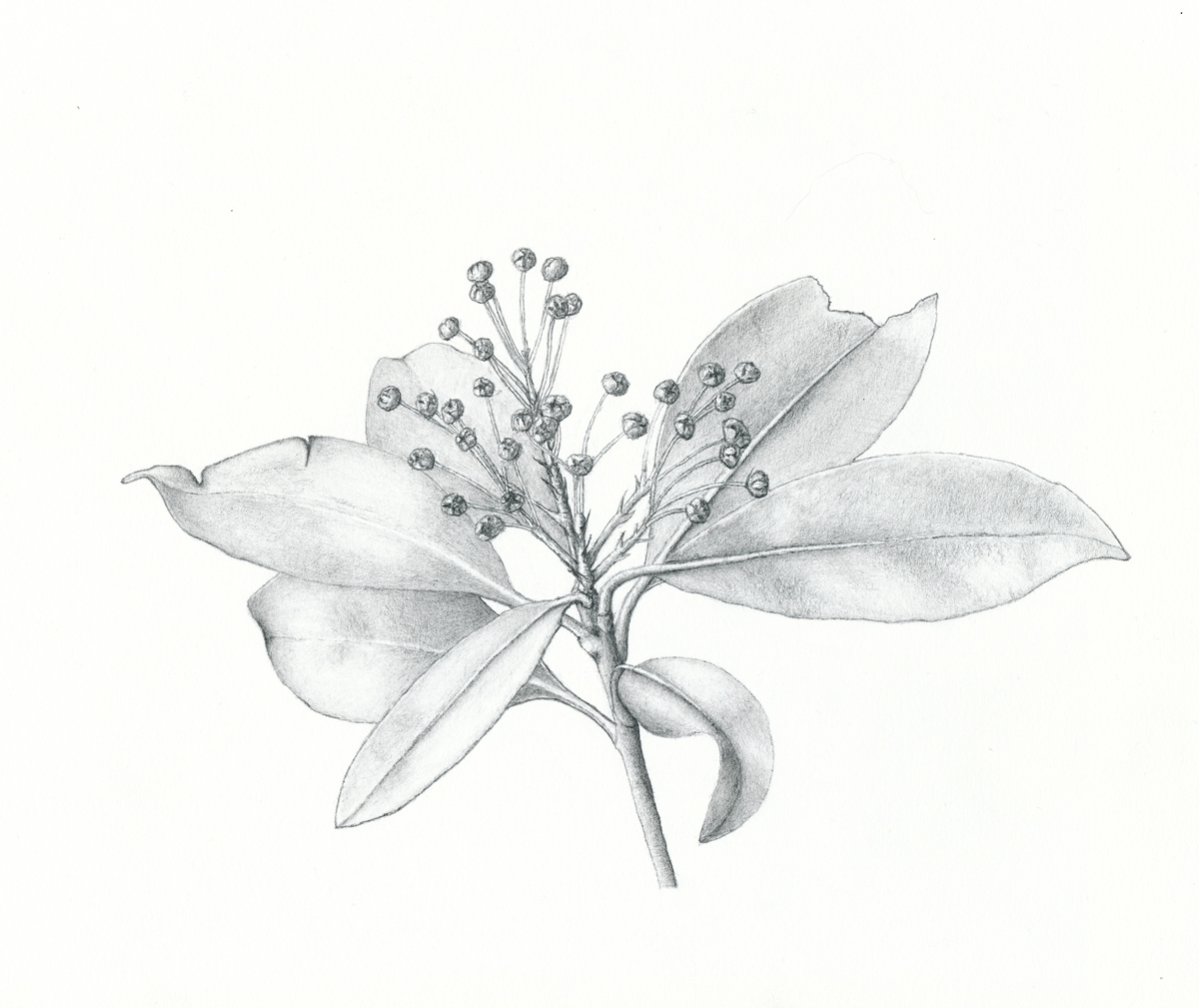 Eames-Sheavly's botanical art classes teach how to 'see' | Cornell Chronicle