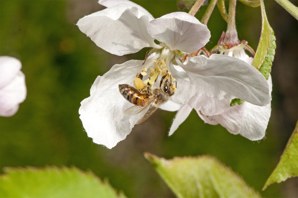 bee blossom