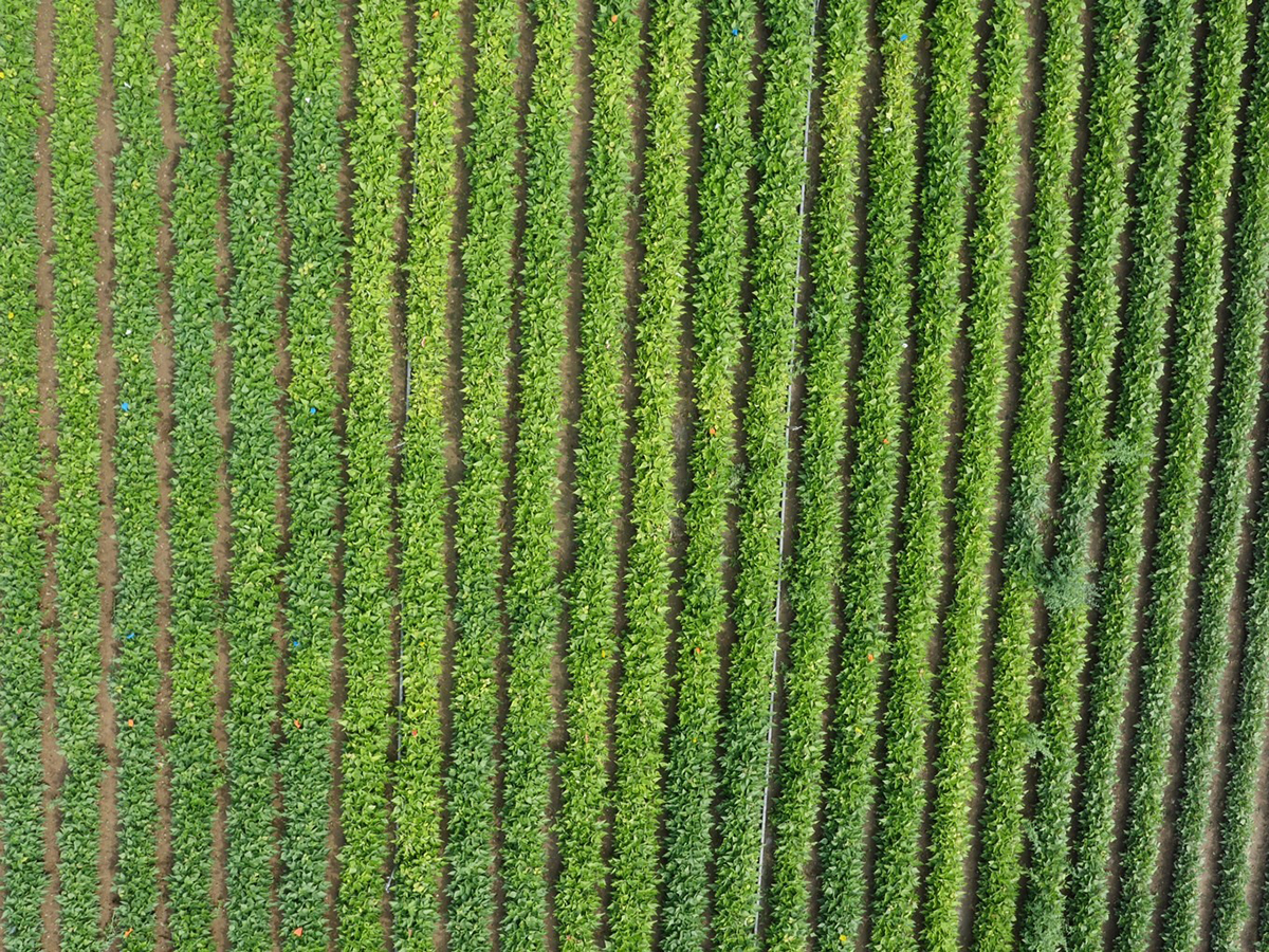 Snap bean field