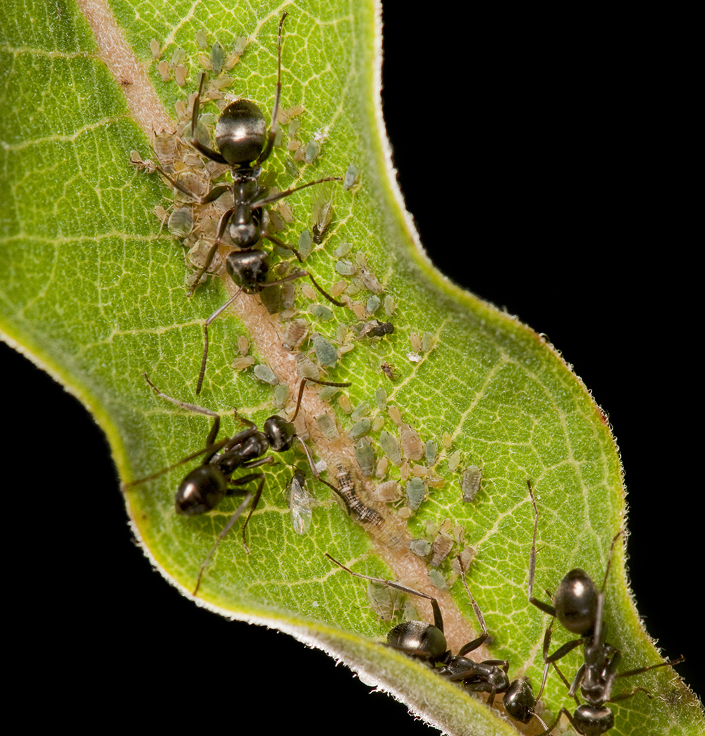 Ants on milkweed