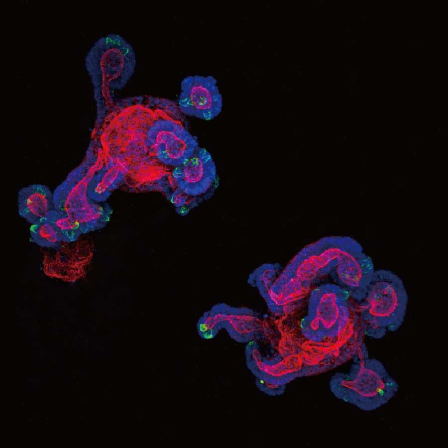 Mouse intestinal organoids