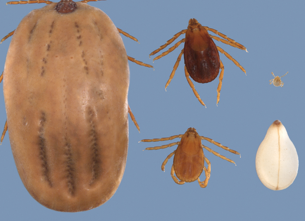 brown dog tick brown dog tick