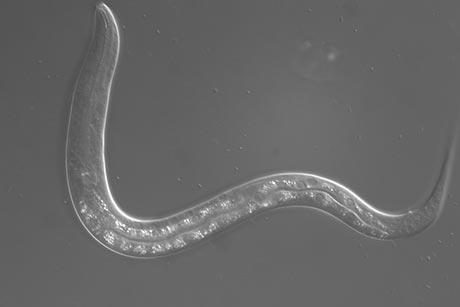 nematode worm