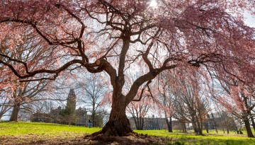 Blossoms add a pop of spring color to a tree on Libe Slope.